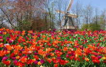 Tour Company NL4