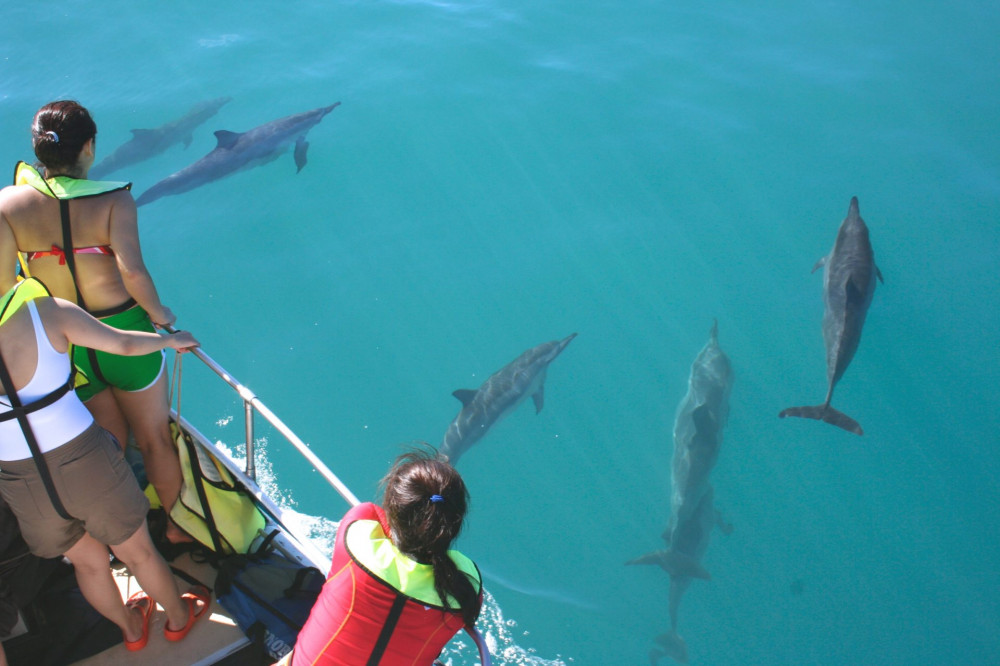 Experience Dolphins in their Oahu Habitat