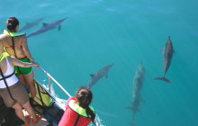 Experience Dolphins in their Oahu Habitat