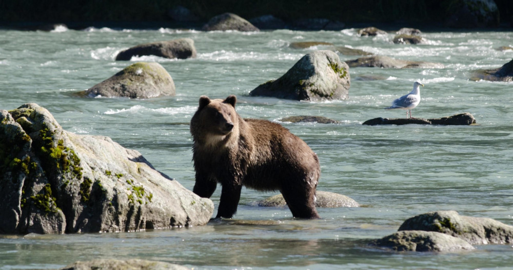 Chilkoot Lake Nature and Wildlife Viewing Excursion from Haines