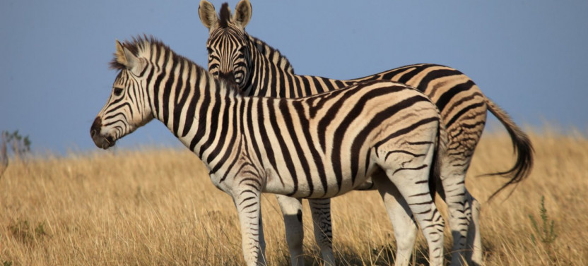 2 Day South African Wildlife Safari