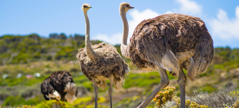 Cape Point and Penguins Day Tour from Cape Town