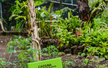 Barefoot Holidays St. Lucia Limited9