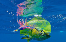 First Strike Charters1