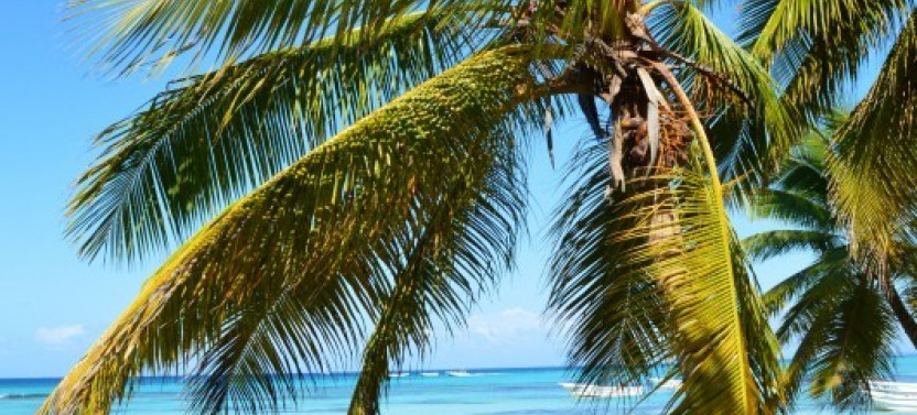 Saona Island Day Tour from Bayahibe