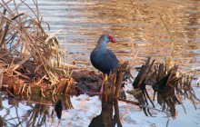 Lands - Eco Boat Tours6