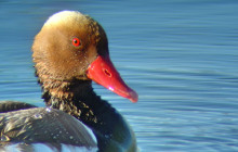 Lands - Eco Boat Tours7