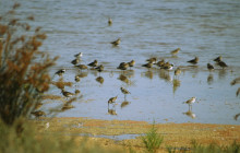 Lands - Eco Boat Tours10