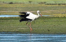 Lands - Eco Boat Tours12