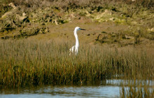 Lands - Eco Boat Tours7