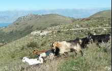 Corfu Shore Excursion To Mount Pantokrator