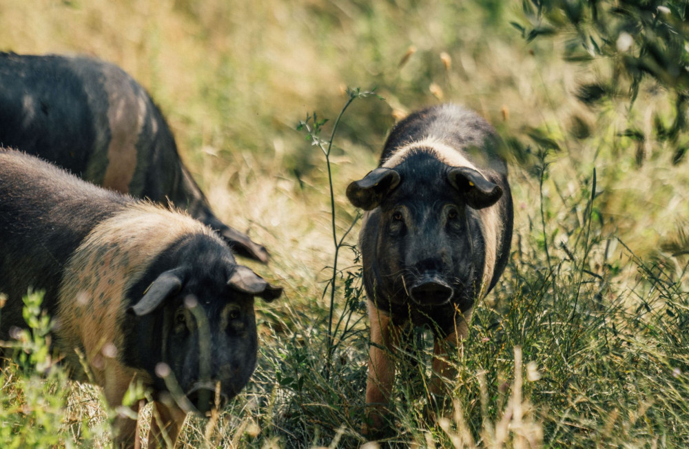 Small Group: Cured Meat & Olive Oil Tasting & Visit near Pisa & Livorno