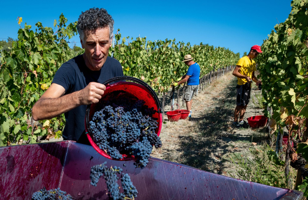 Small Group: Winery Tour with Wine & Food Tasting near Riccione & Rimini