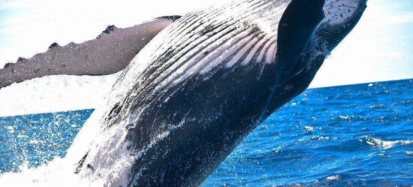 Spirit of Aloha Afternoon Whale Watch