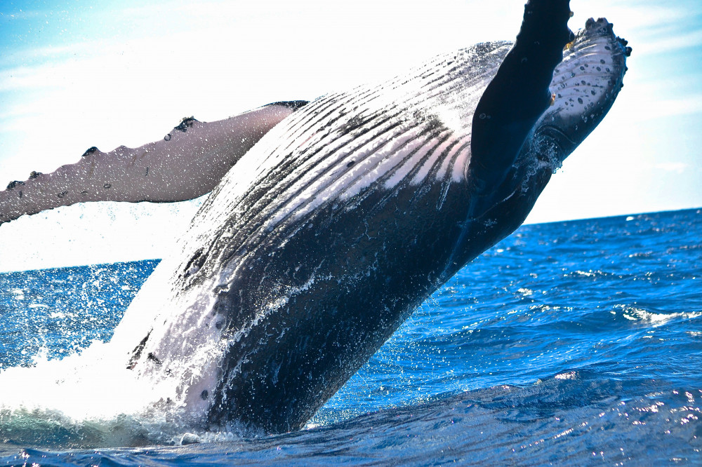 Spirit of Aloha Afternoon Whale Watch