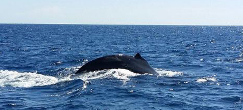 Spirit of Aloha Afternoon Whale Watch