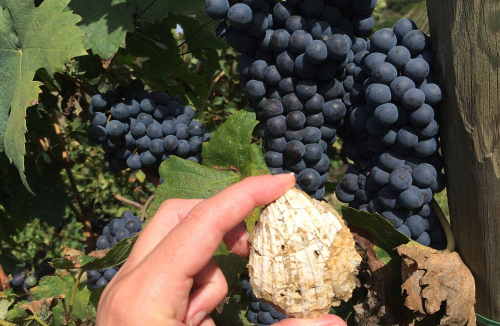 Small Group San Miniato: Organic Wine Tasting and Vineyard Tour