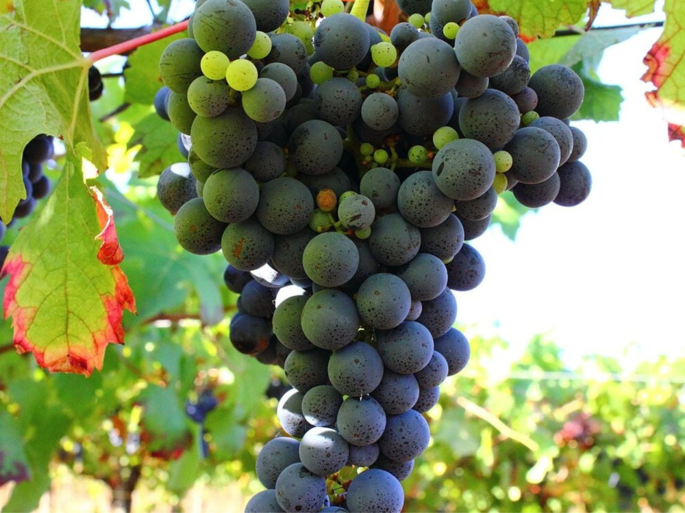 Small Group: Wine Tasting & Medieval Town Visit at Castelli Romani