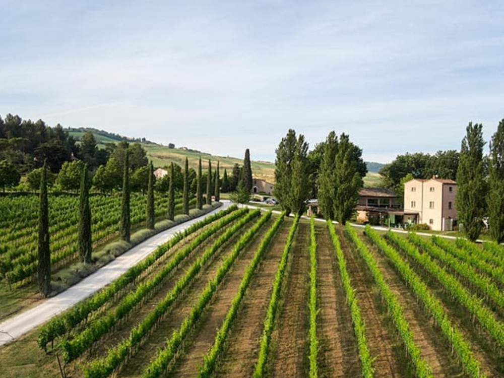 Small Group: Boutique Winery Visit & 5 Organic Wine Tastings near Urbino