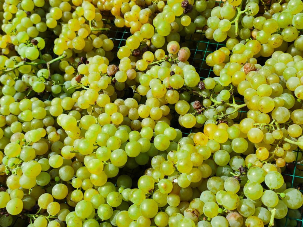 Small Group: Organic Winery Visit & Wine Tasting with Food in Pavia