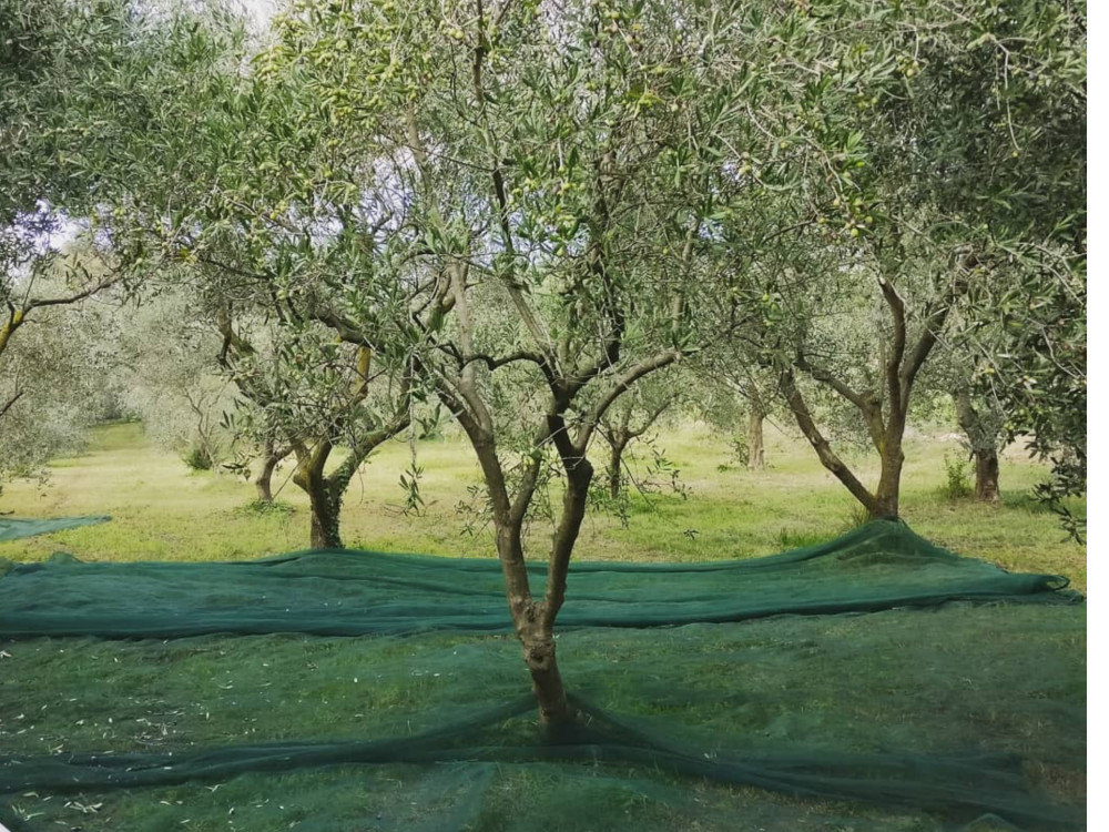 Small Group Olive Mill Tour and Tasting in Padua Hills