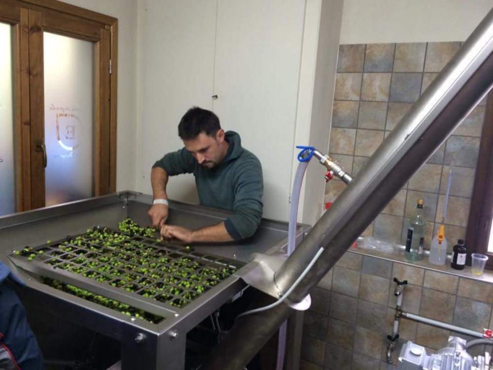 Small Group Olive Mill Tour with Oil and Food Tastings near Pisa