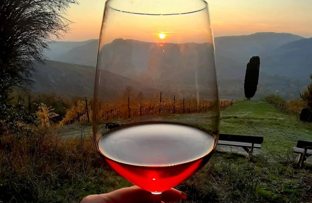 Small Group: Organic Winery Visit with Wine & Food Tasting near Bologna