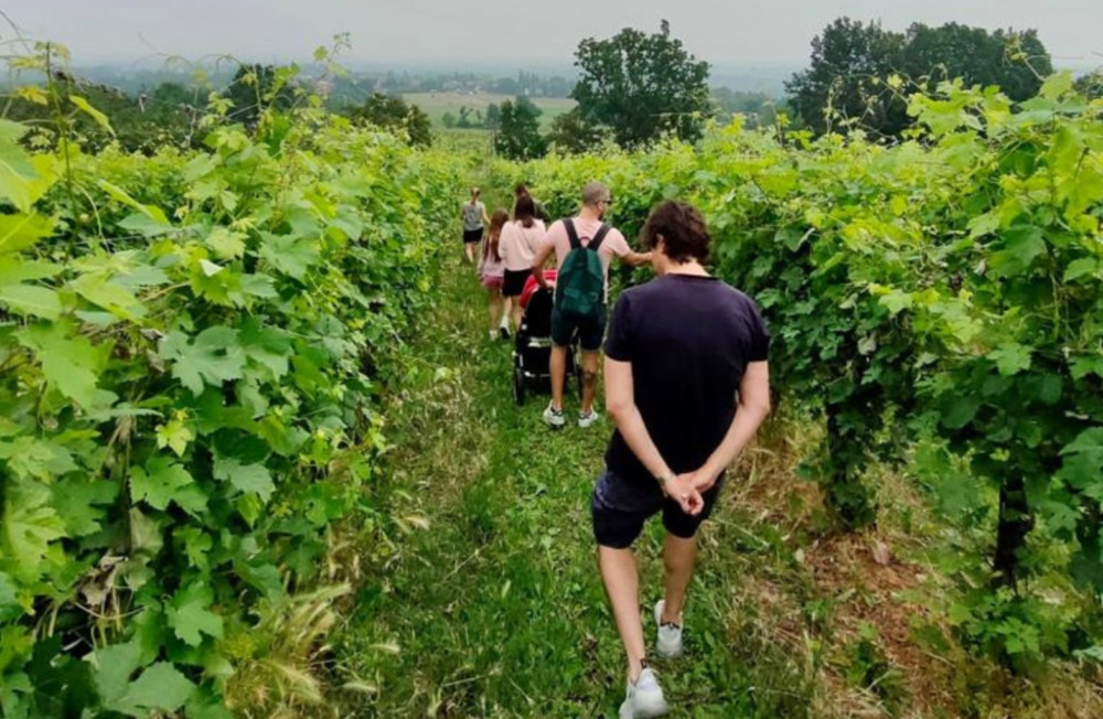 Small Group: Winery Visit on Parma Hills & Wine Tasting with Food Platter