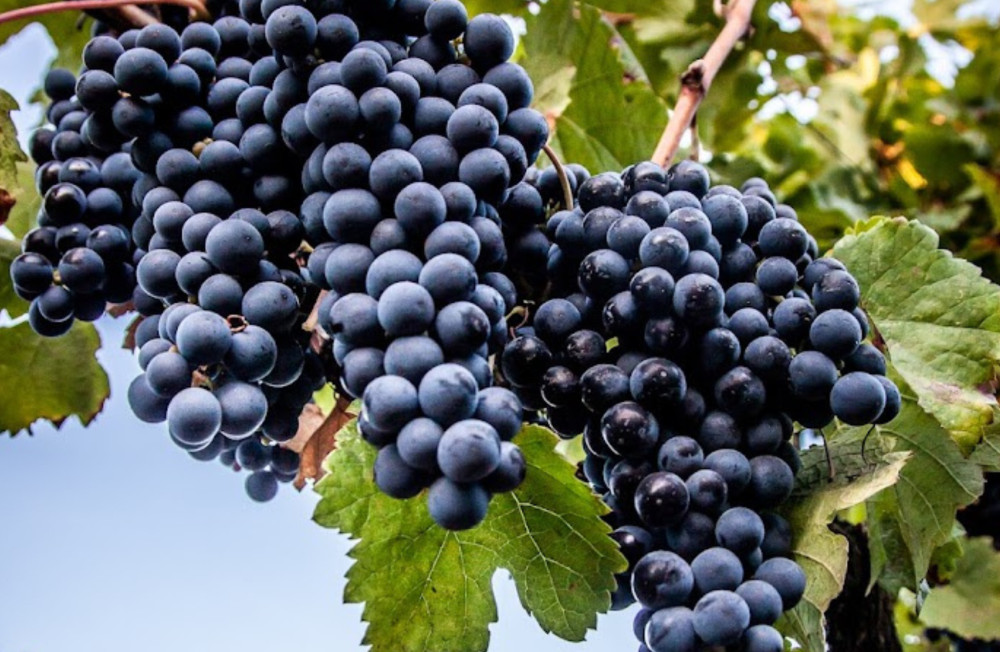 Small Group: Boutique Winery Visit & Tasting near Rome