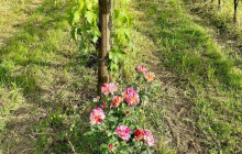 Slow Travel Italia5