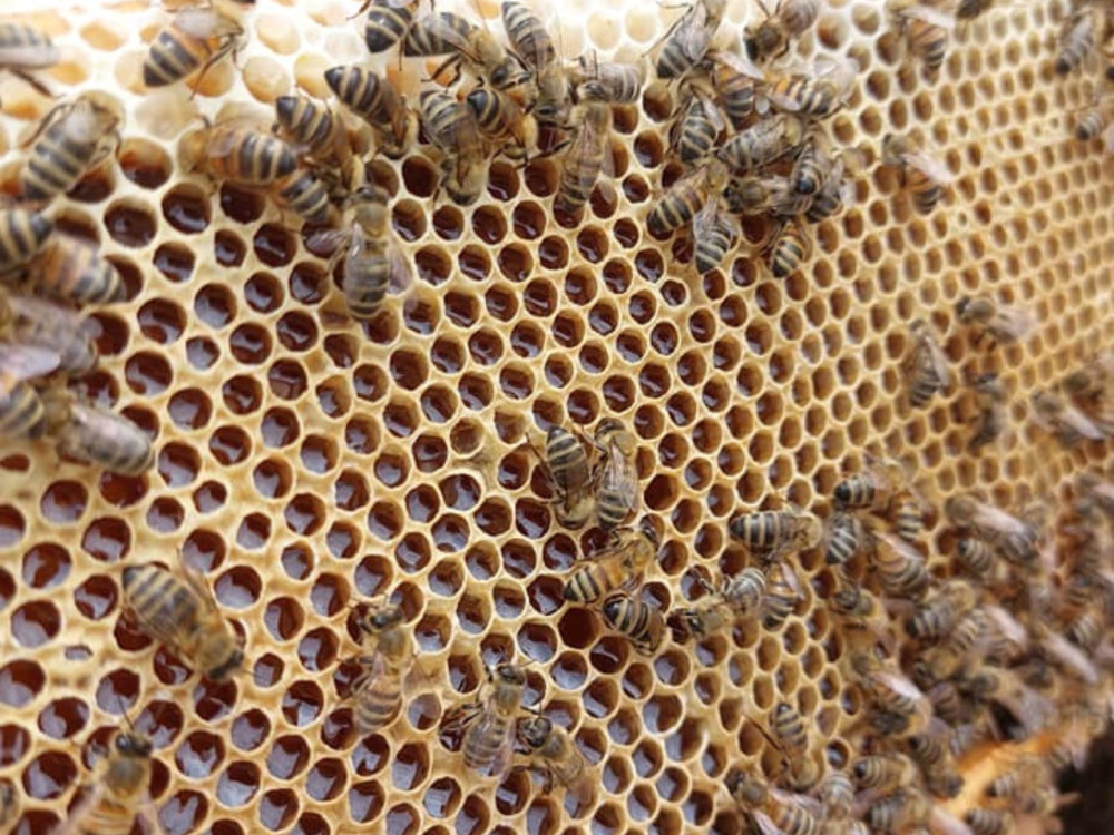 Small Group: Beekeeping Tour and Honey Tasting Experience in Monferrato