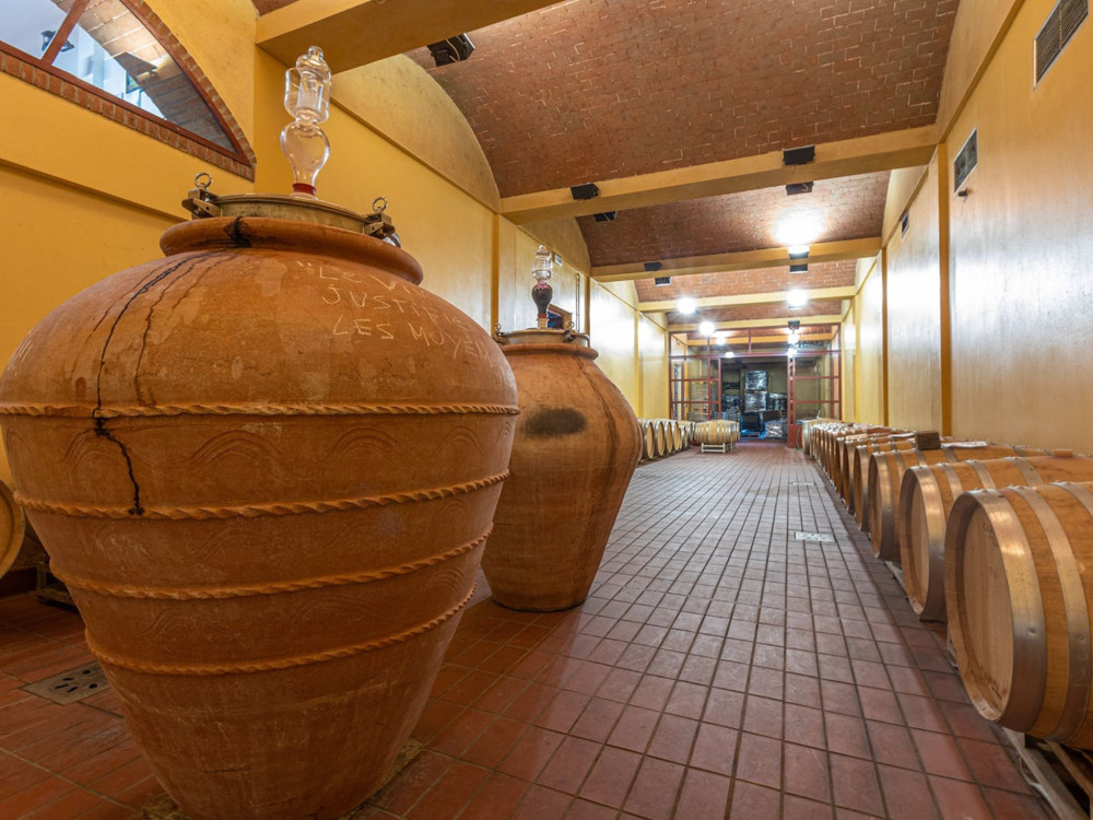 Group Winery Tour and Wine Tasting with Food near Livorno and Pisa