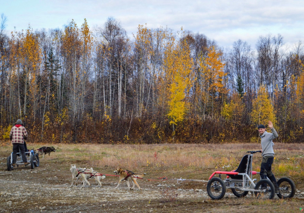 Dryland Dog Sledding