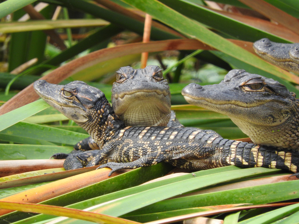 Everglades Day Safari