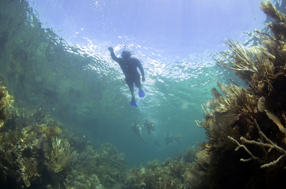 Harvard research explores impact of coral restoration — Harvard