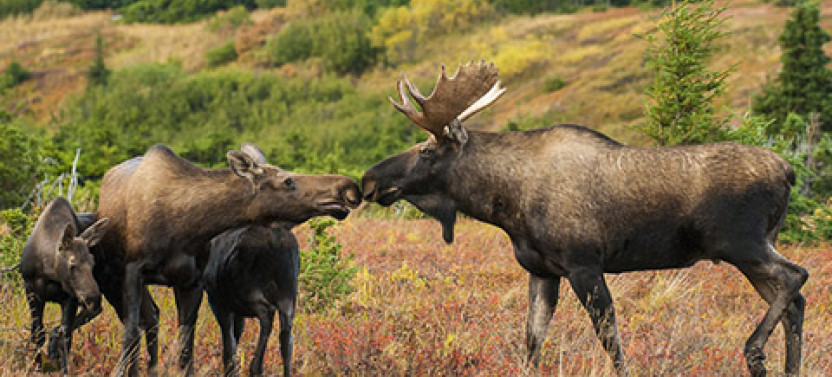 Moose Photo Safari