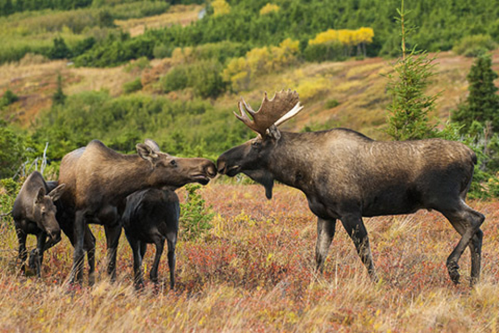 Alaska Photo Treks