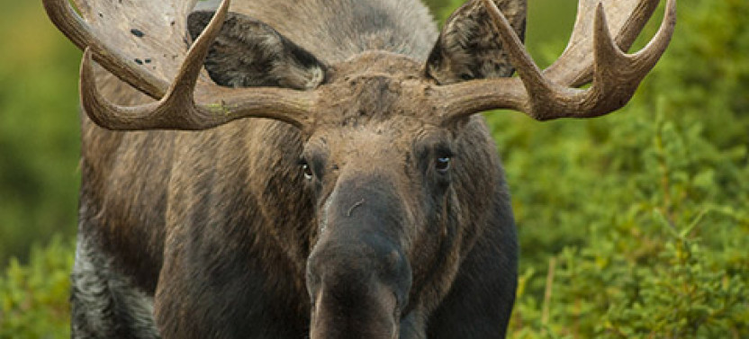 Moose Photo Safari