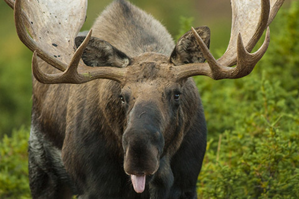 Alaska Photo Treks