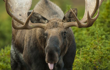 Moose Photo Safari