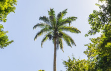 Hunte’s Gardens2