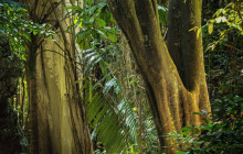 Hunte’s Gardens3