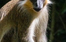 Hunte’s Gardens6