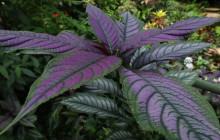 Hunte’s Gardens5