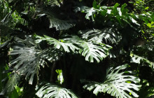 Hunte’s Gardens11