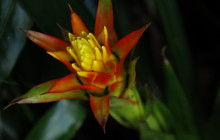 Hunte’s Gardens6