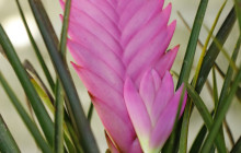 Hunte’s Gardens7