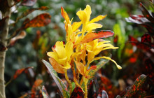 Hunte’s Gardens8