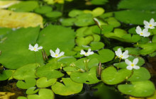 Hunte’s Gardens18