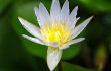 Hunte’s Gardens19